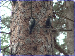 Three-Toed Woodpeckers