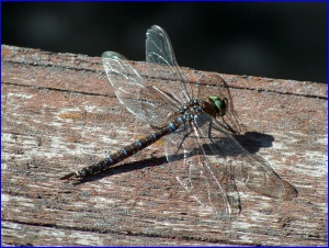 Aqua Dragonfly