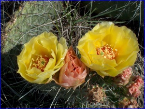 2 Prickly Pear flowers