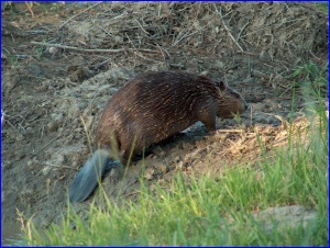 Beaver On Bank