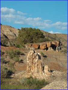 Petrified Stump