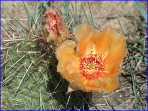 Orange Prickly Pear flower