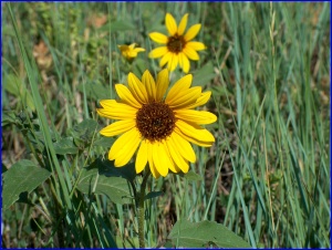 Plains Sunflowers
