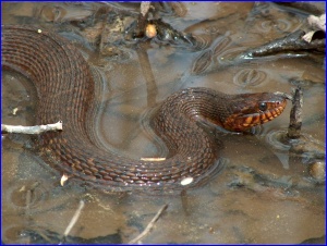 Banded Watersnake At Surface