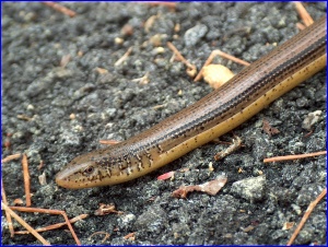 Eastern Glass Lizard closeup