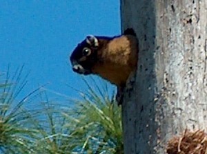 Sherman's Fox Squirrel