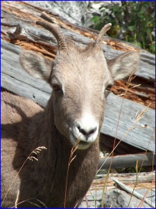 Bighorn Sheep Closeup