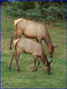 Elk Cow and Calf