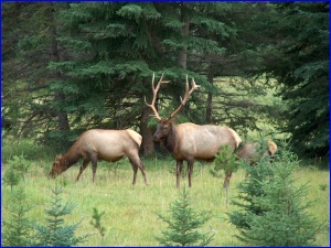 Elk Group
