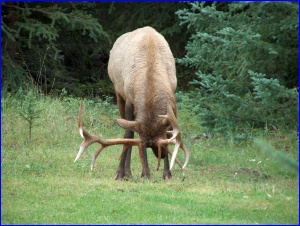 Elk scraping the ground
