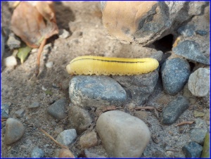 Yellow Caterpillar