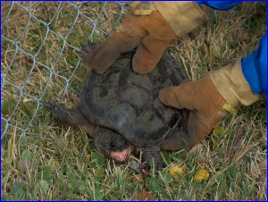 Picking up the Snapping Turtle