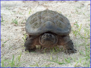 Snapping Turtle frontal shot