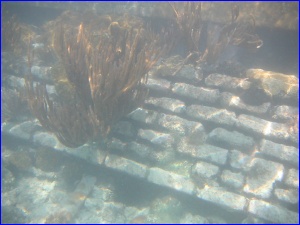 Coral on Bricks