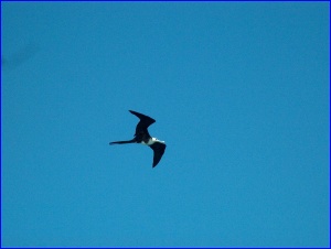Frigatebird