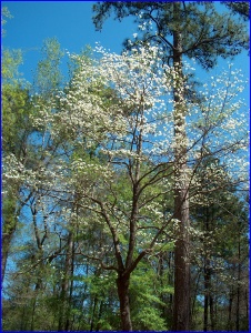 Blossom Tree