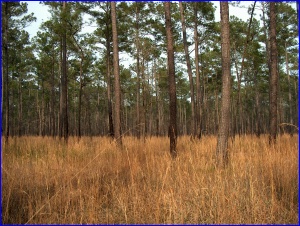 Francis Marion NF