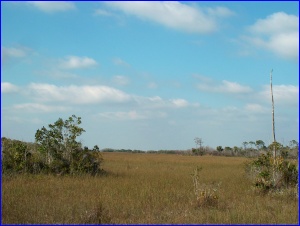 Everglades View