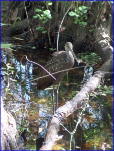 another Limpkin