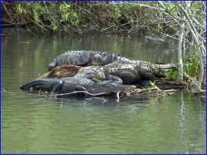 Pile O' Gators