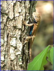 Eastern Fence Lizard