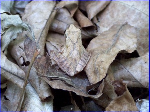 Northern Spring Peeper