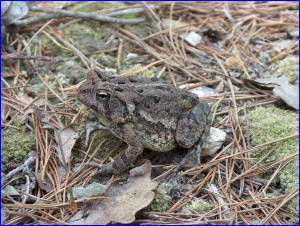 Pudgy Toad