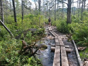 Bog bridging near Church Pond