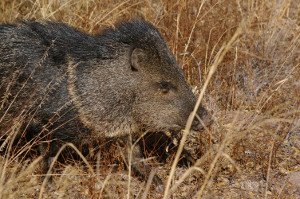 Javelina