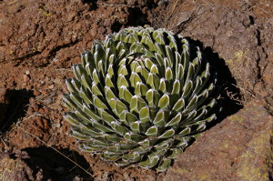 Queen Victoria agave