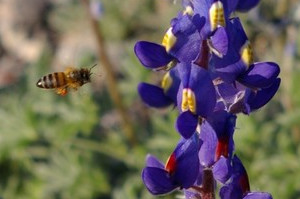 Bluebonnets with Bee