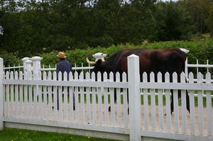 Walking the Oxen