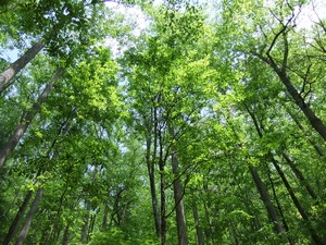 Shenandoah Trees