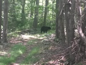 Blurred Black Bear