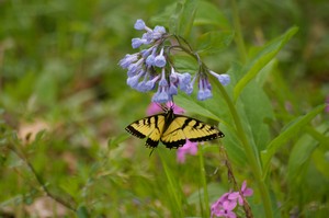 Yellow Swallowtail on Virginia Bluebell