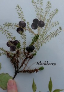 Labrador Blackberry