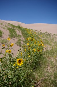 Common Sunflowers in Interdune Area