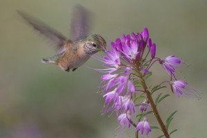 Broad-Tailed Hummingbird