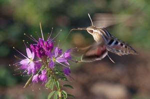 White-Lined Sphinx Moth