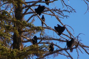 Sun Bathing Turkey Vultures