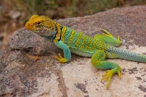 Collared Lizard