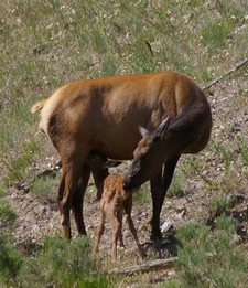 Suckling Elk Calf