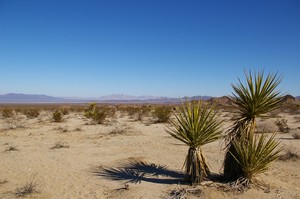 Pinto Basin, Joshua Tree National Park