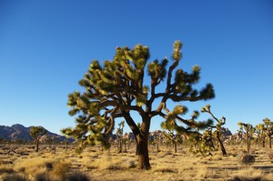 Joshua Tree