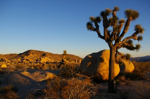 Rocks & Joshuas in the Evening Light