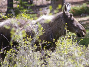 Moose Yearling