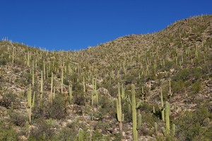 Saguaro Covered Mountain Slope