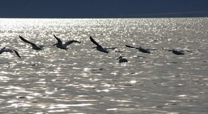 Passing Pelicans