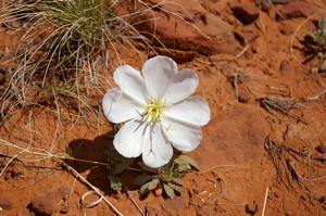 Tufted Evening Primrose