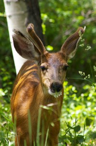 Buck Eating Flowers